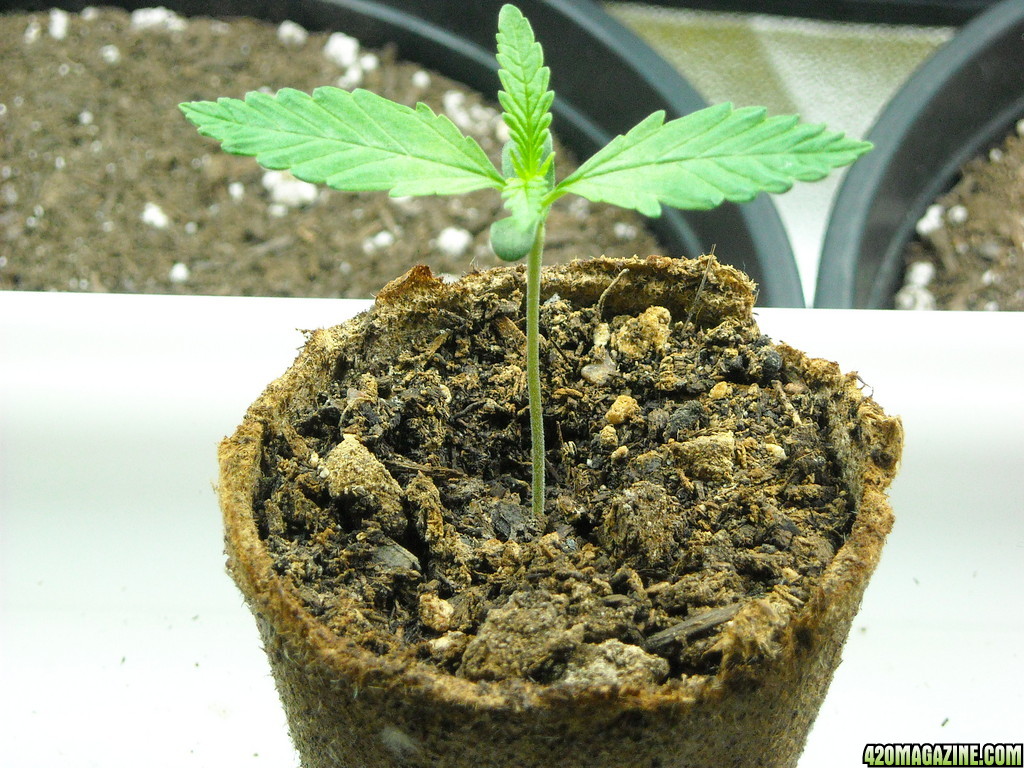 Healthy seedling