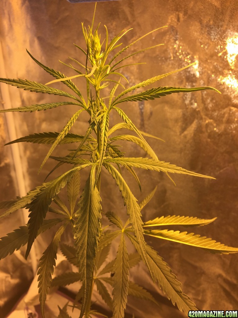 Healthy unknown strain (female)