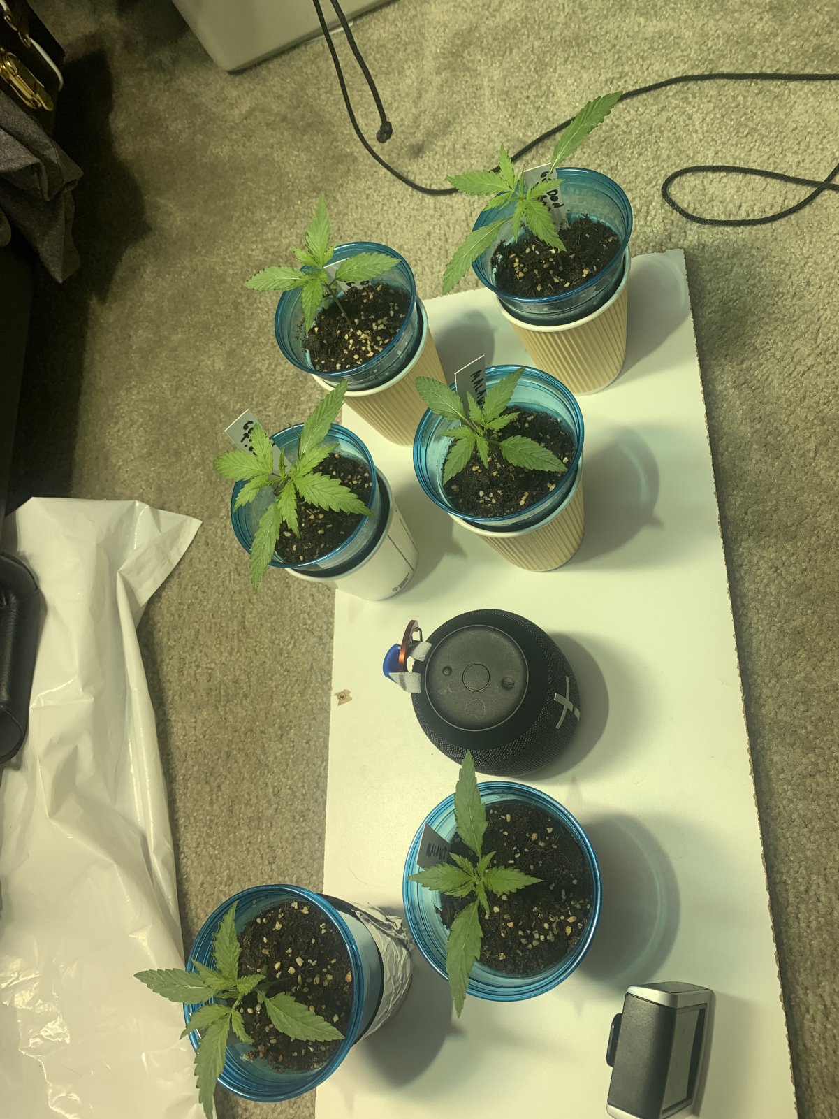 HealthySeedlings.JPG