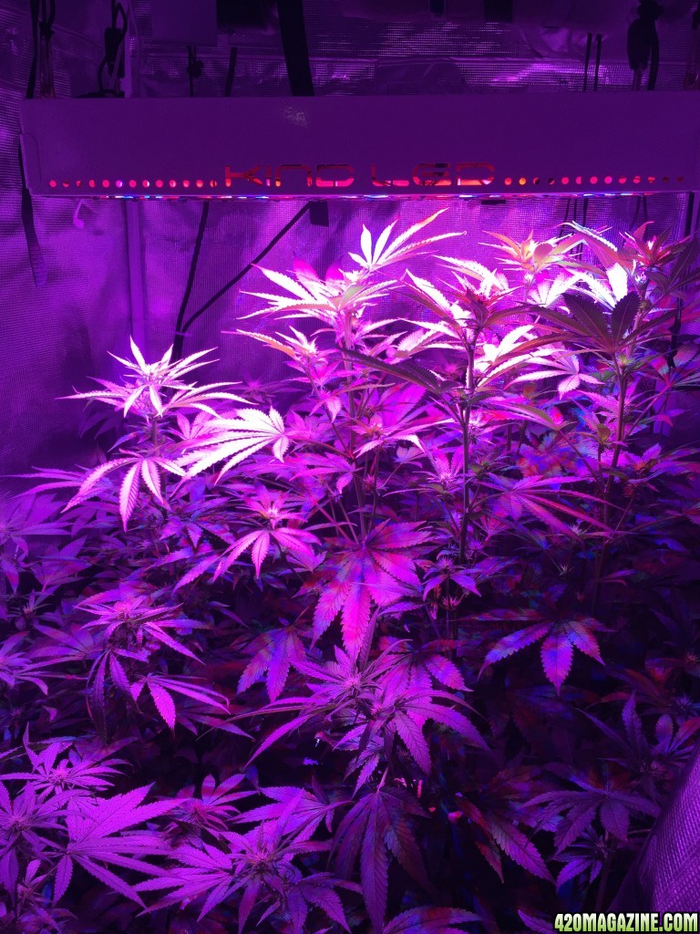 heat issues tent update