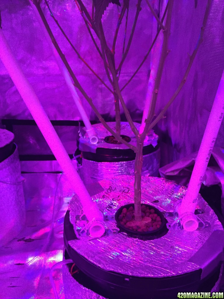 heat issues tent update