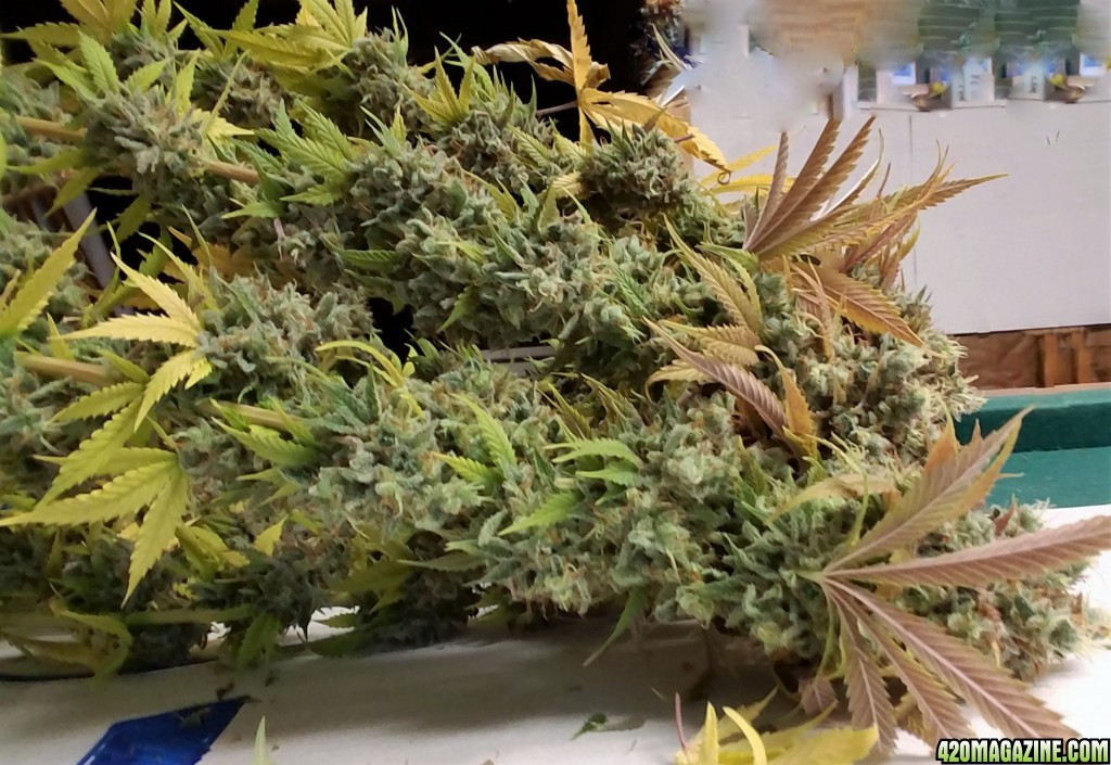 Heavyweight Fruit Punch 2 Harvest