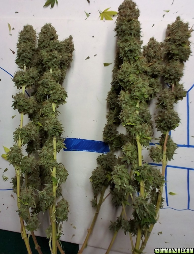 Heavyweight Fruit Punch 2 Harvest