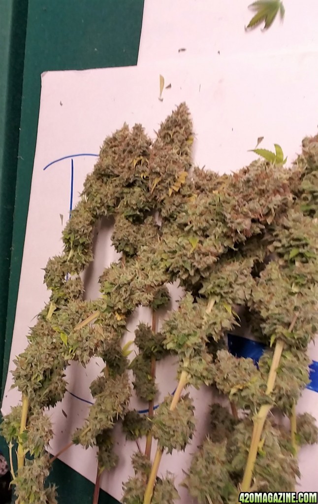 Heavyweight Fruit Punch 2 Harvest