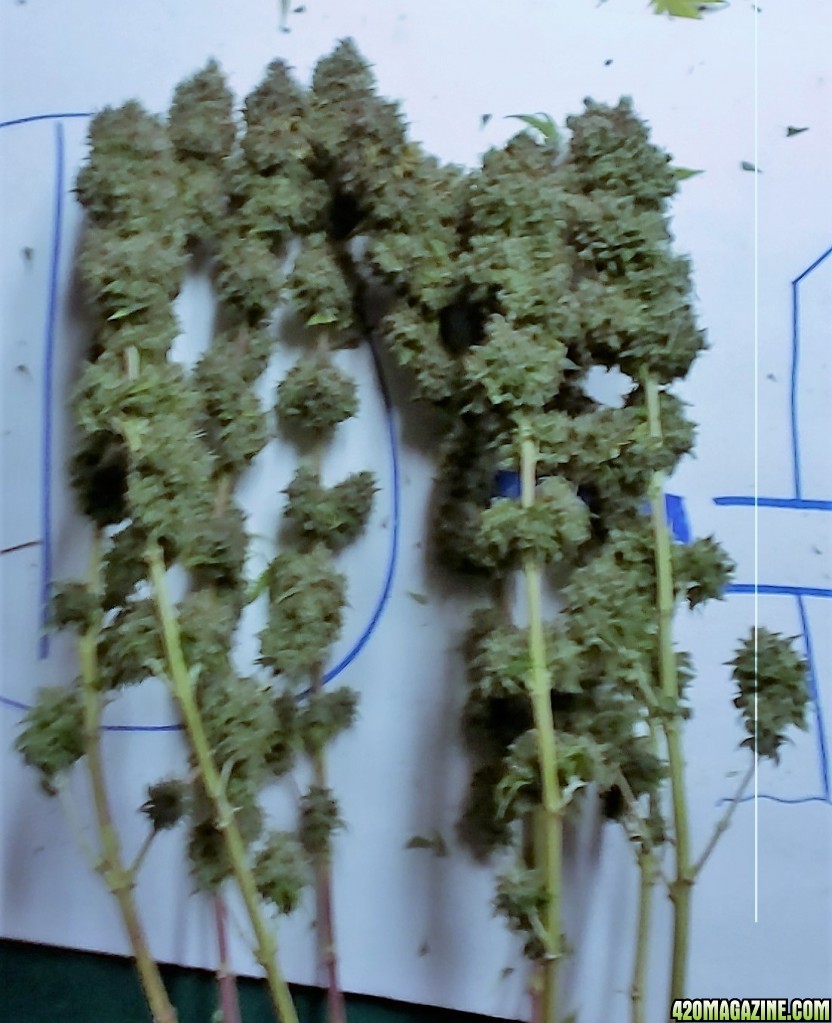 Heavyweight Fruit Punch 2 Harvest