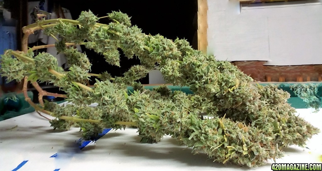 Heavyweight Fruit Punch 2 Harvest