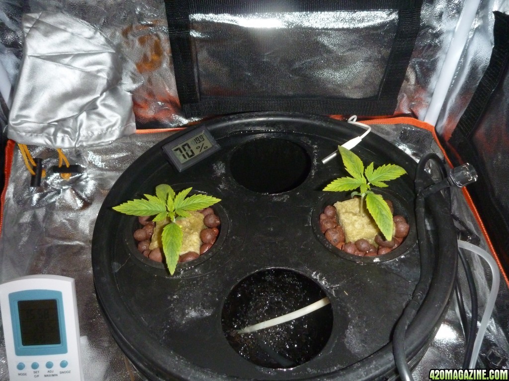 Heavyweight fruit punch DWC LED 15 days after germination