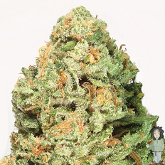 heavyweight-fruit-punch-feminised-seeds_232