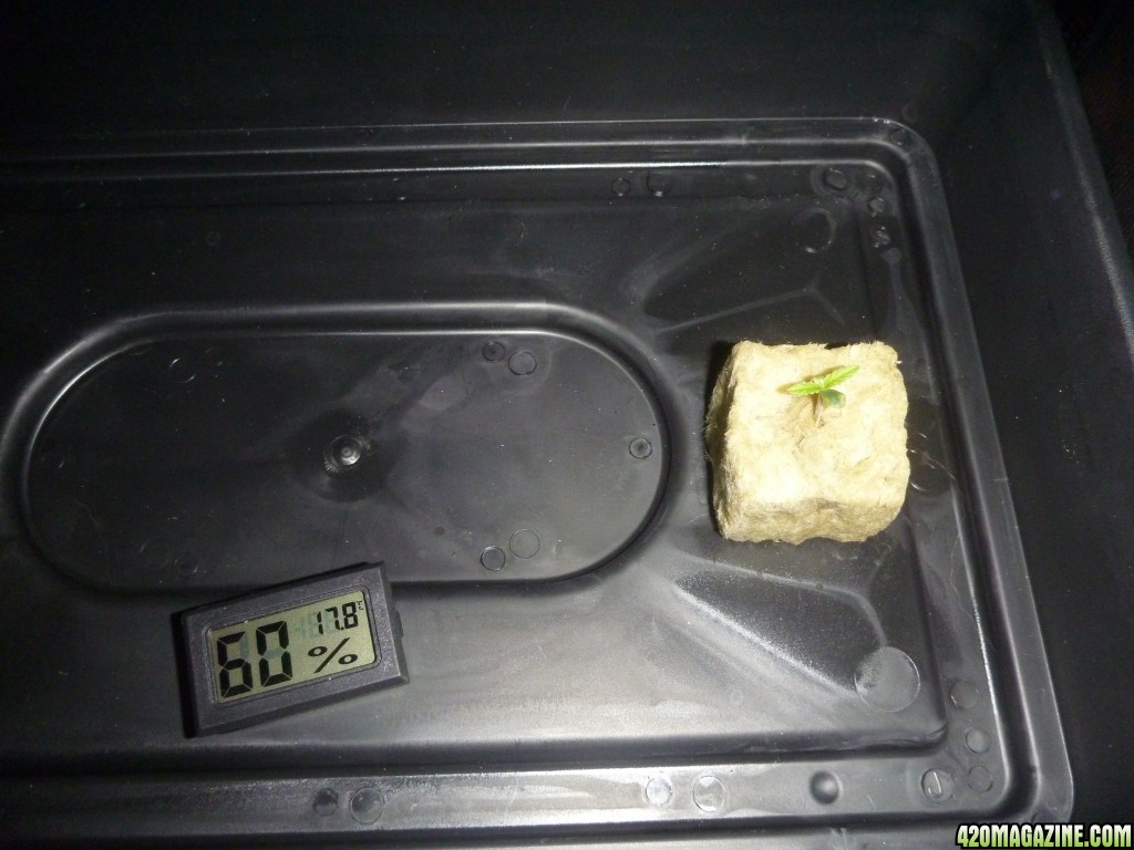 Heavyweight Fruit punch germination