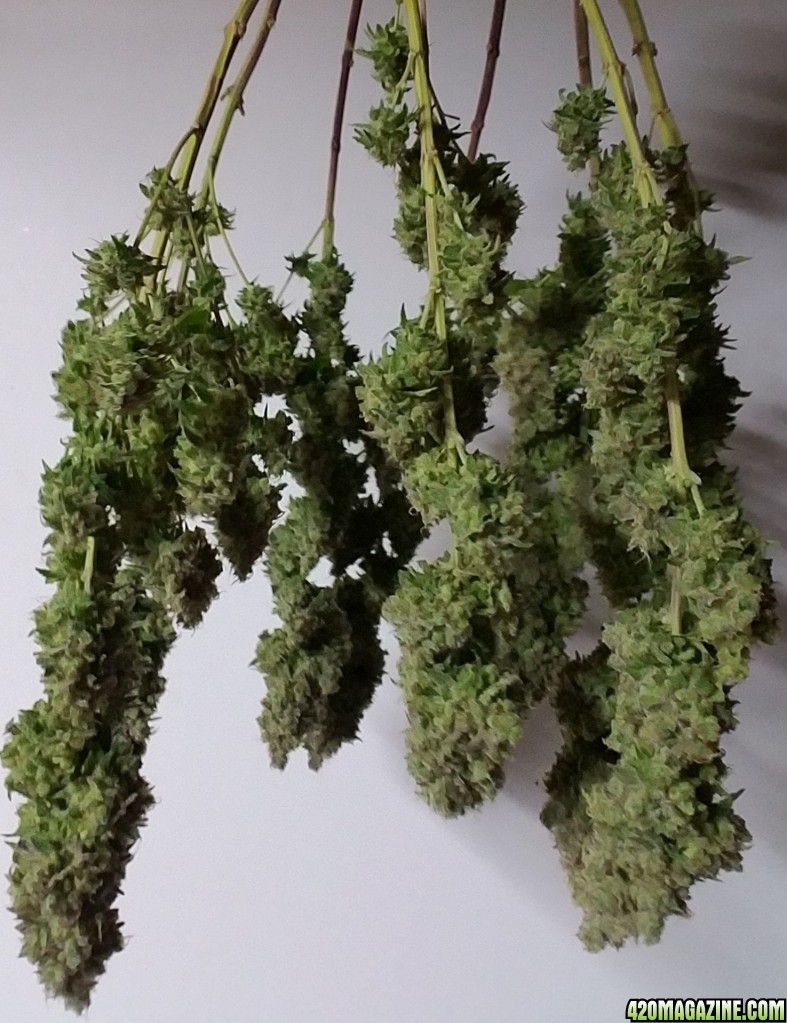 heavyweight fruit punch Harvest