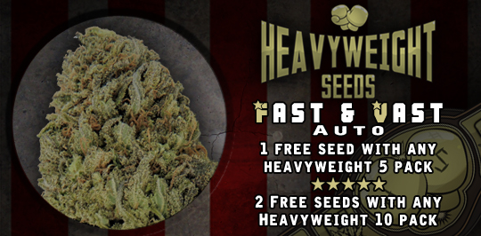 Heavyweight Offer at Herbies