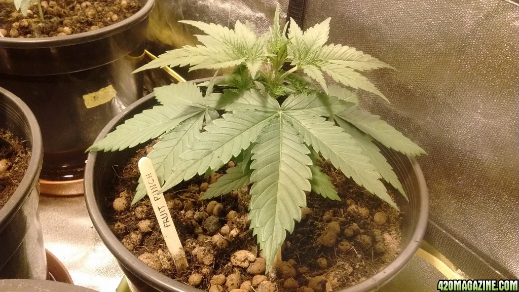 Heavyweight Seeds Fruit Punch