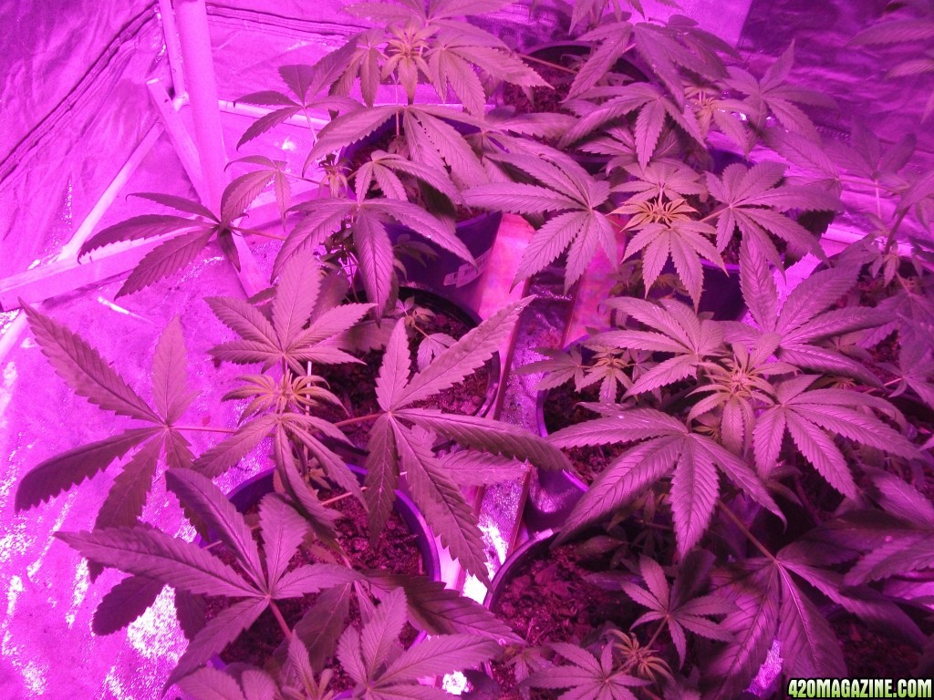 Help cannabis in trouble in grow room, any advice!!!? please