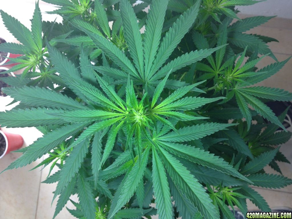 Help Deficiencies on Kiwi Skunk