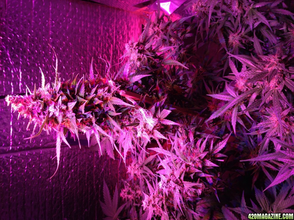 Help harvest