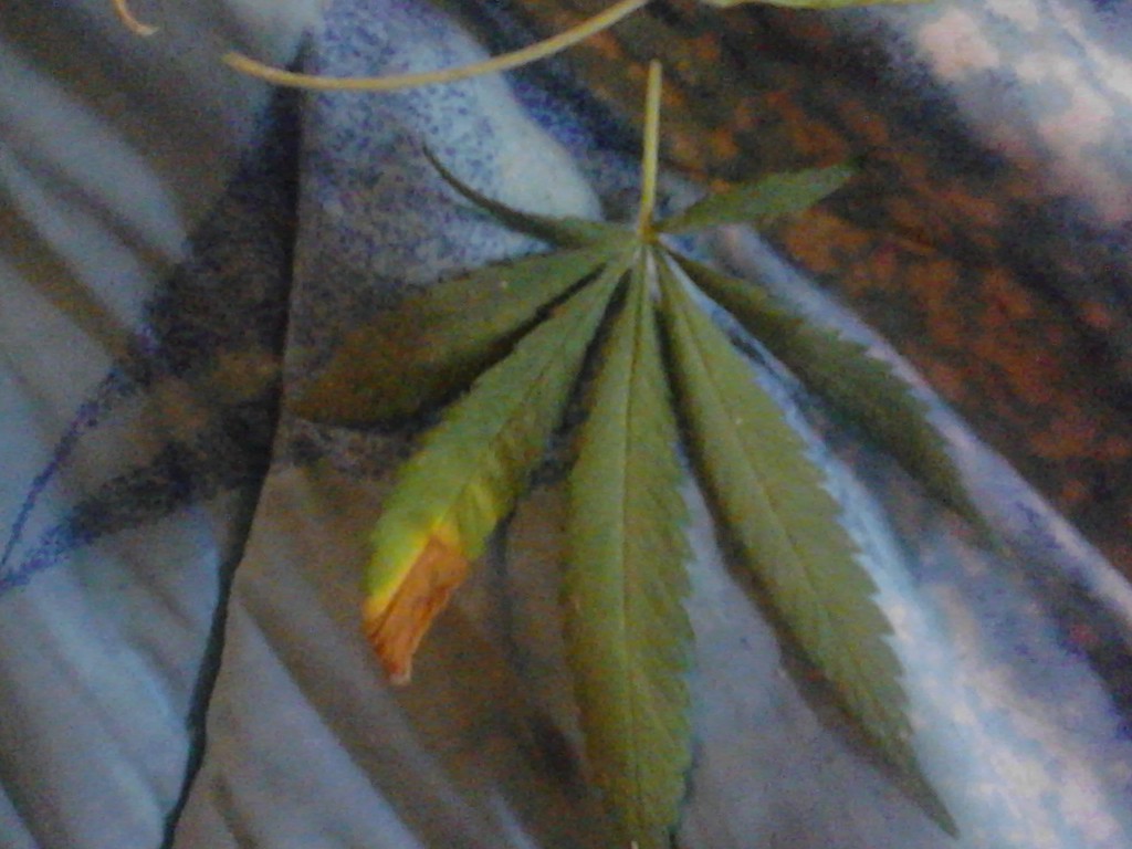 help leaf pics