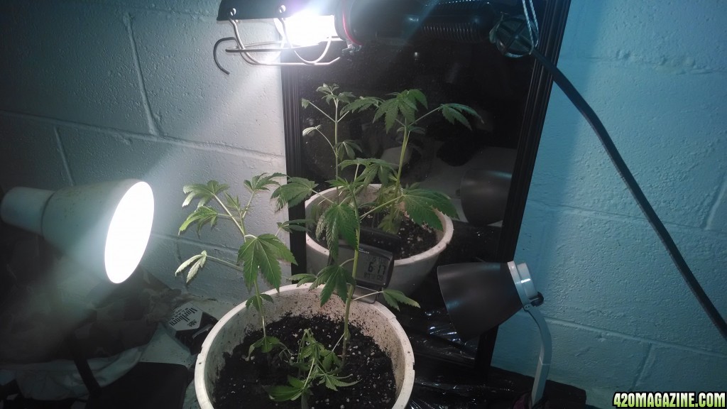 help losing my plants