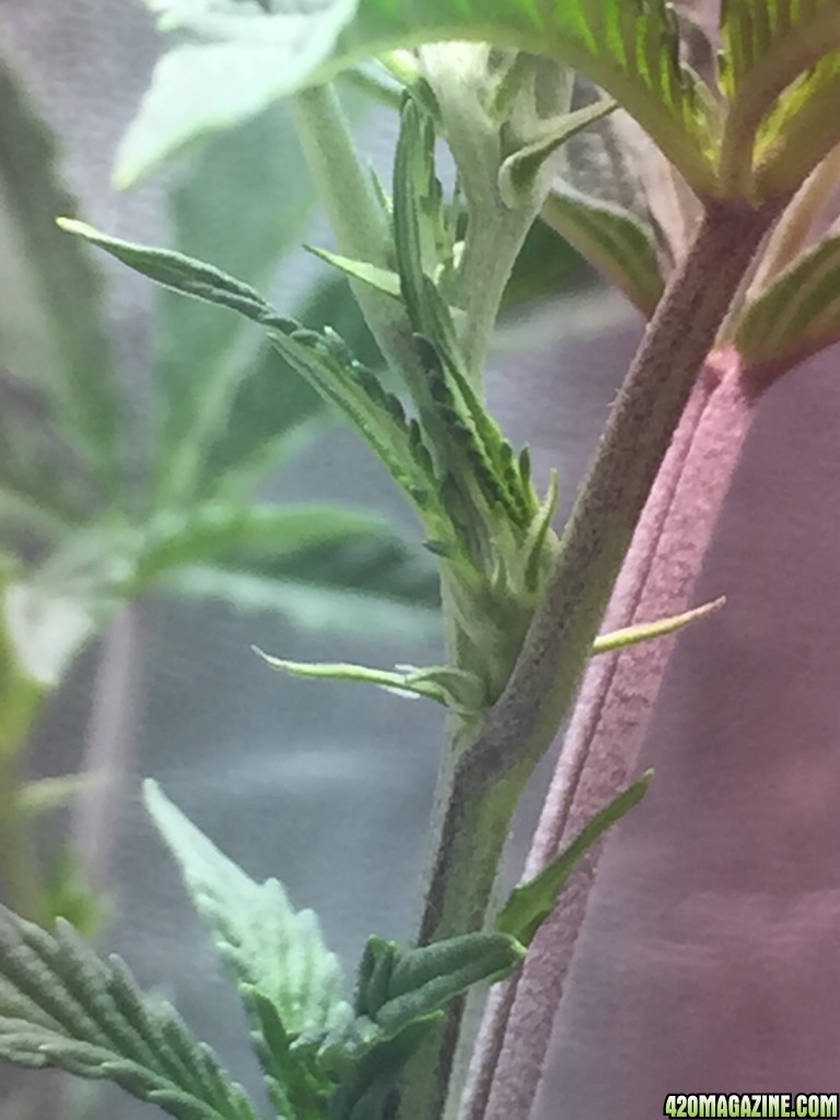 Help no flower :(