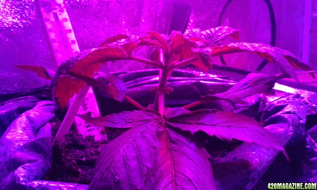 Help please 1st grow