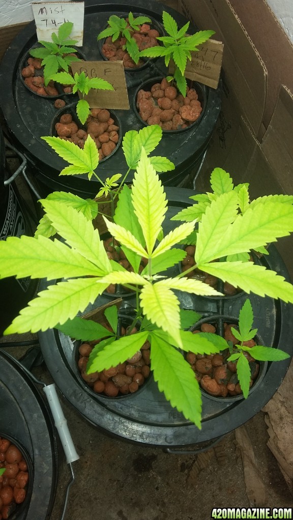 help yellow leaves in early veg