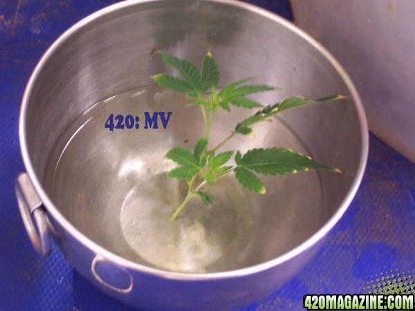 Helping 420 growers with clones