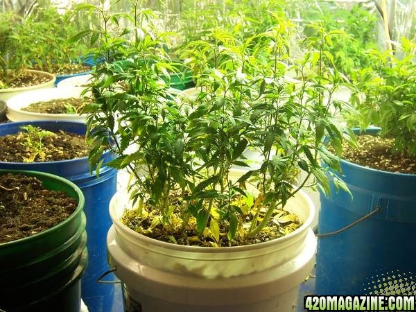 Helping 420 growers with re-veg rootballs triming