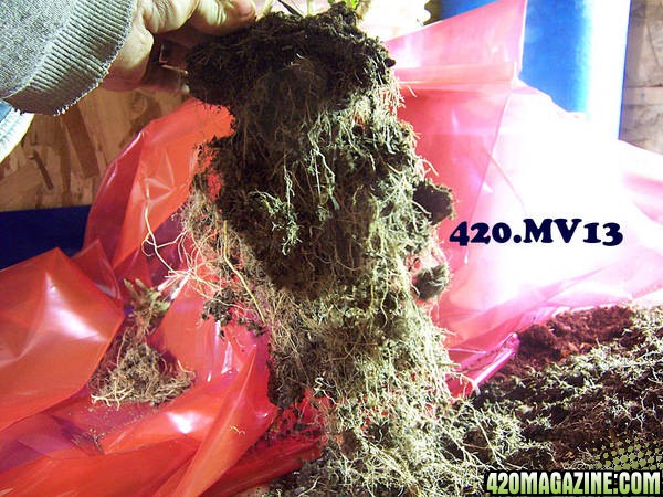 Helping 420 growers with re-veg rootballs triming