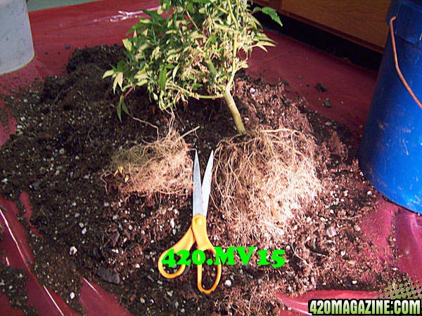 Helping 420 growers with re-veg rootballs triming