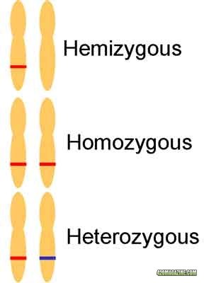 HemivsHeteroLG.jpg