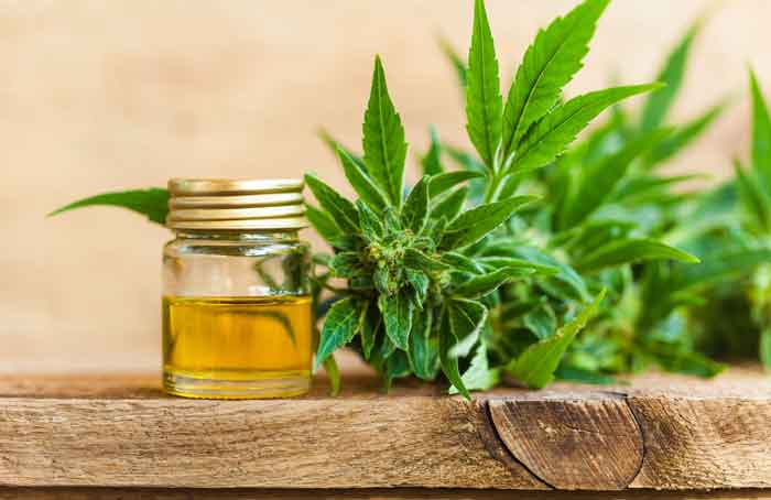 Hemp CBD Oil - Shutterstock