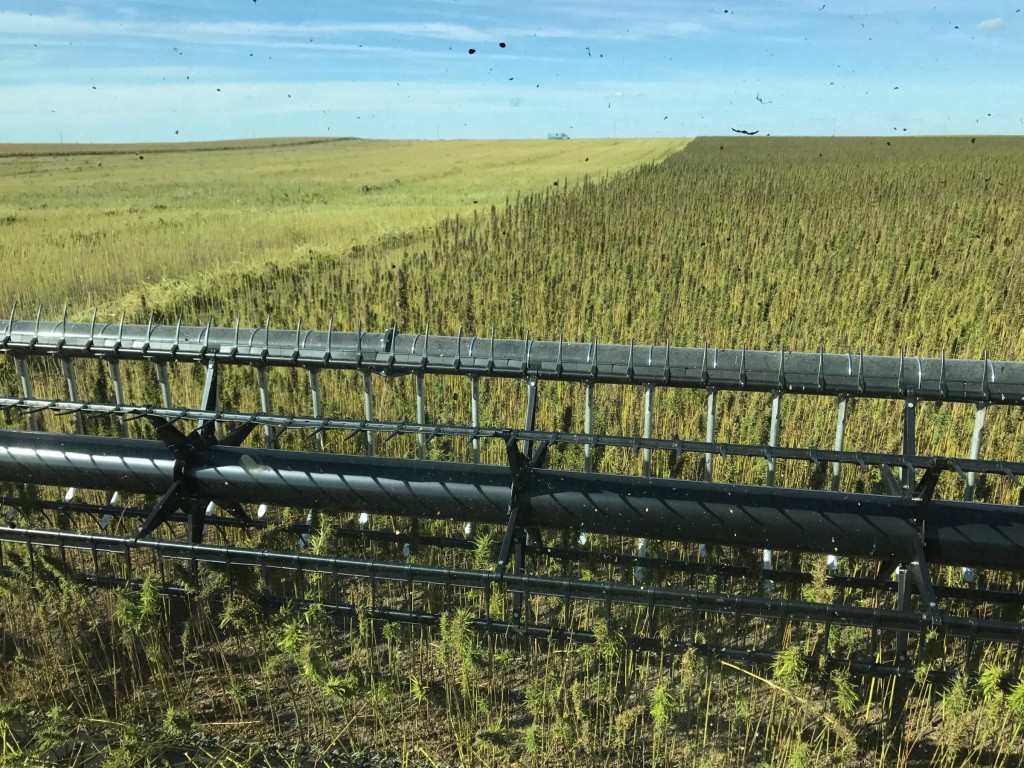 Hemp Combining - Jamie Edwards