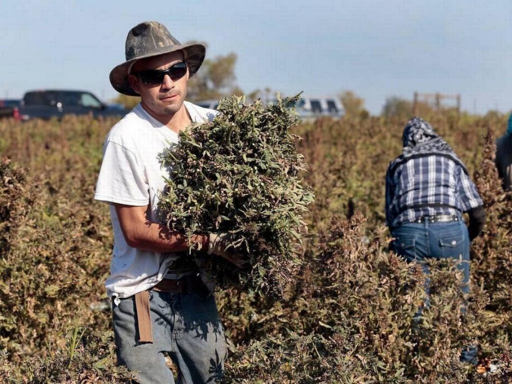 Hemp Farmer - Herald-Leader