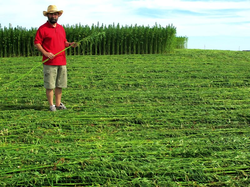 Hemp Farmer in Field