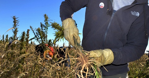 hemp farmer