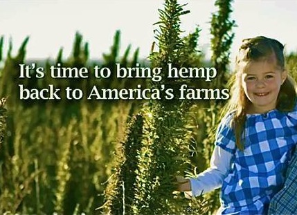 Hemp Field And Little Girl