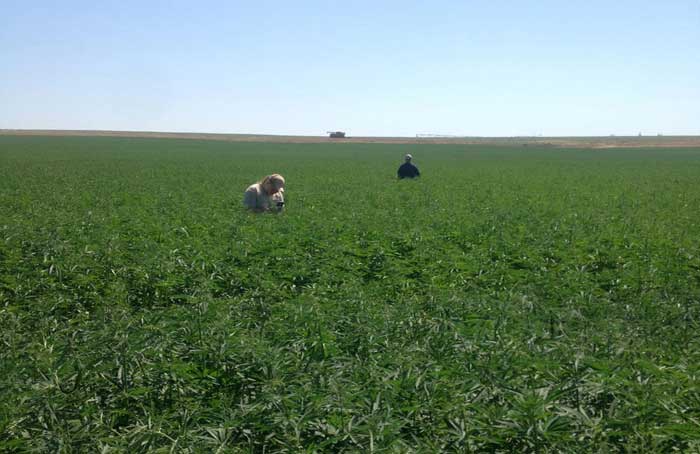 Hemp Field in Washington - HempLogic