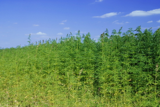 Hemp field