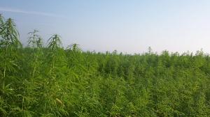 Hemp Field