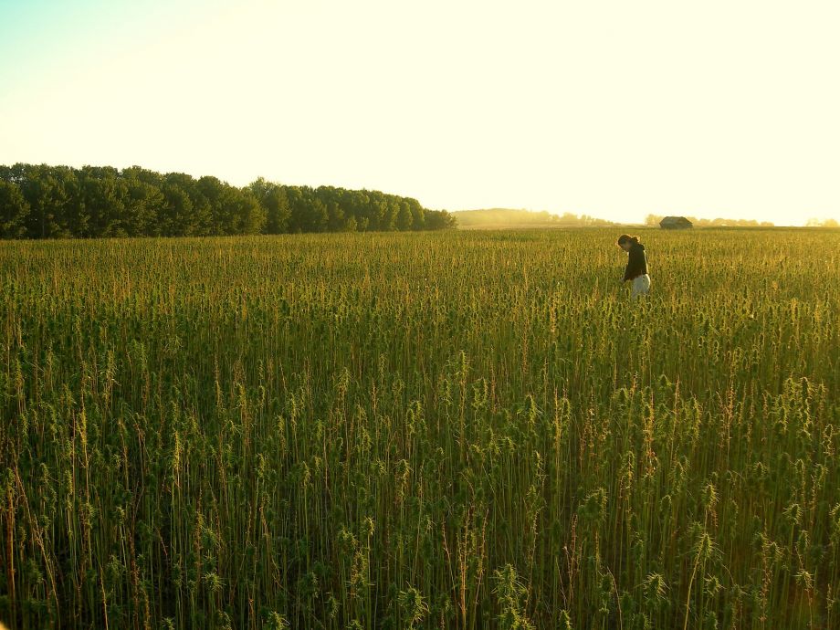 Hemp Field