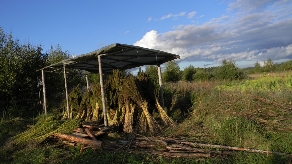 Hemp Field