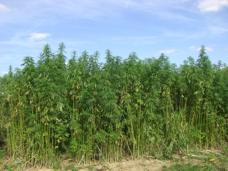 hemp field