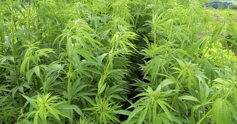 hemp field