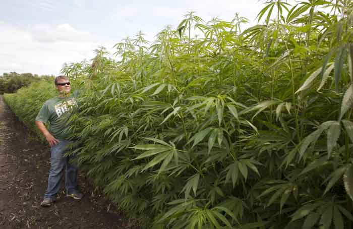 Hemp Grower2 - Ann Arbor Miller