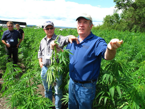 Hemp Growing In Canada