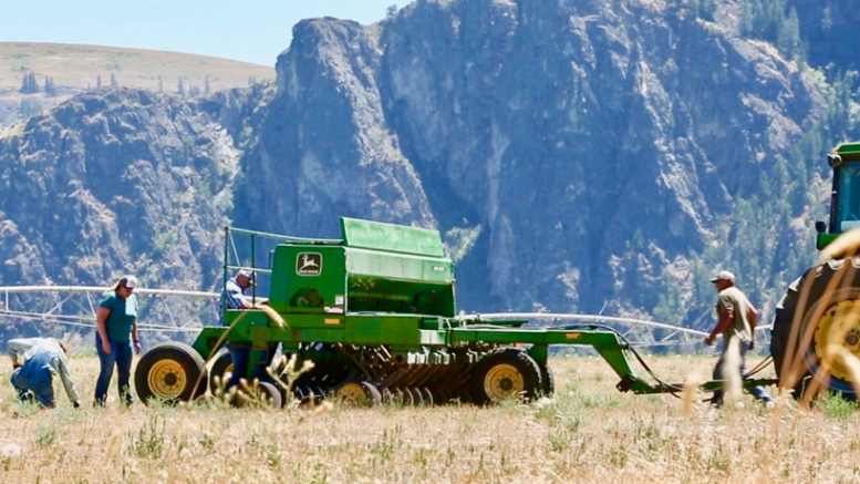 Hemp Harvest - Dave Bernstein