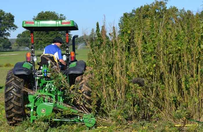 Hemp harvest - Dylan Lovan