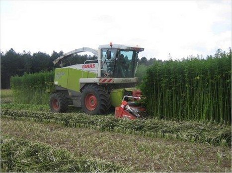 Hemp Harvest