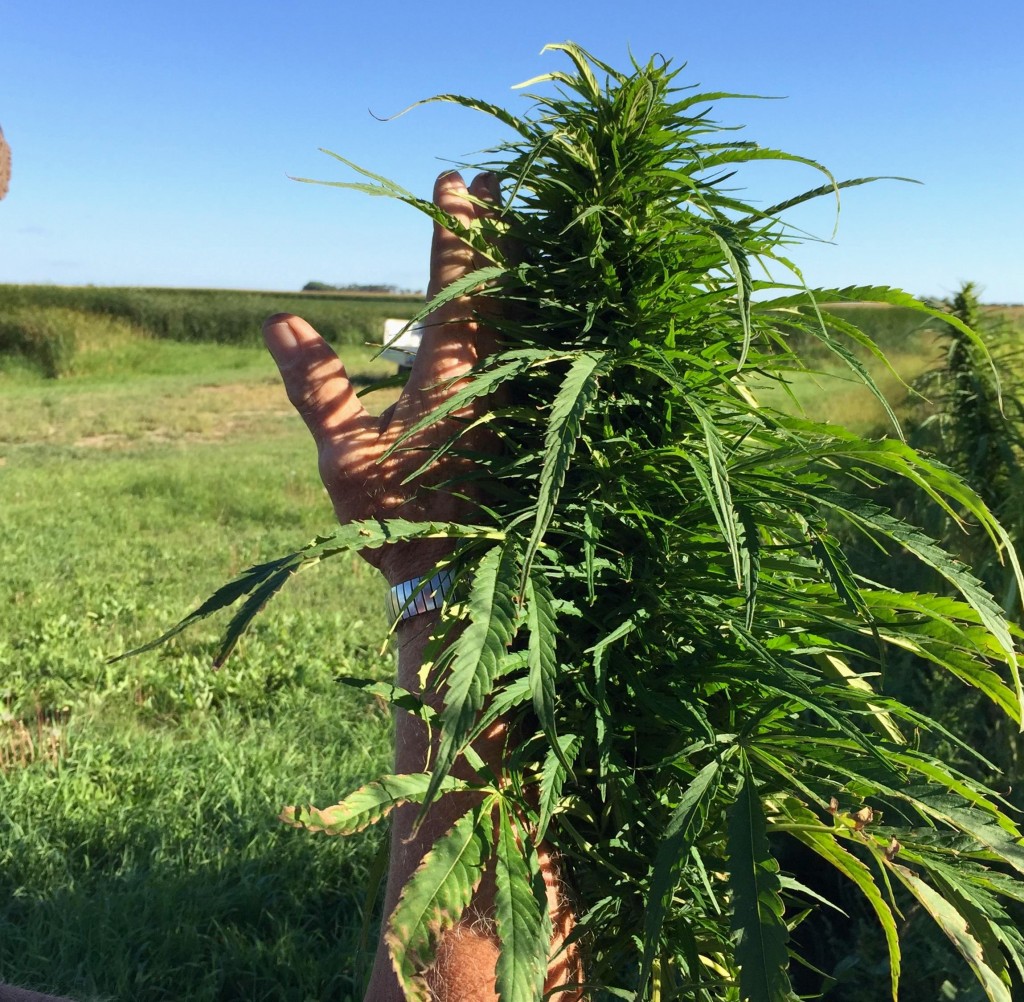 Hemp in North Dakota - Jamie Edwards