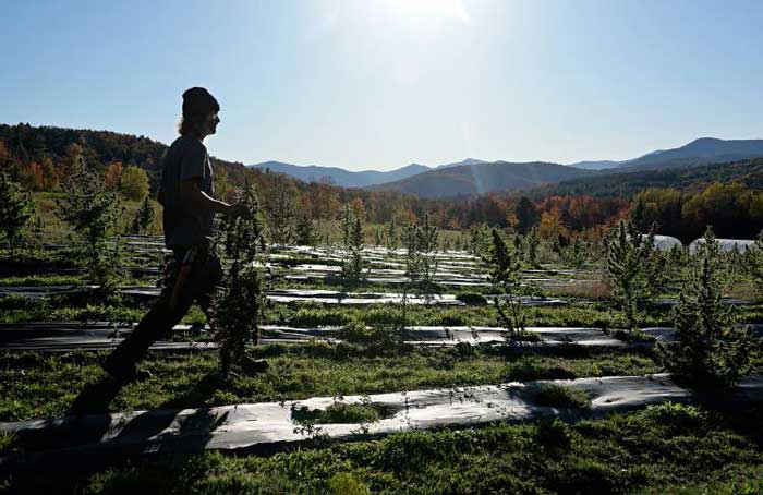 Hemp in Vermont - James M Patterson