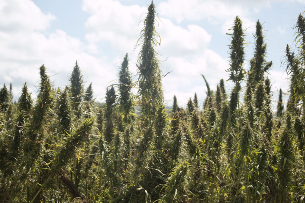 Hemp in Virginia - Will Camack